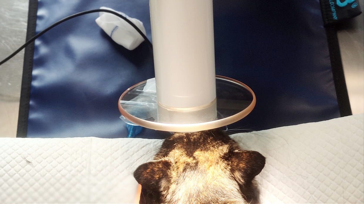 Prise d'un cliché de radiographie